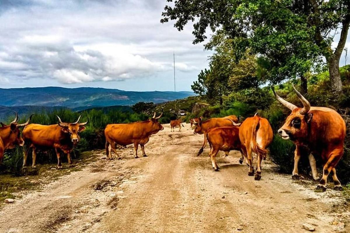 Bilde 7 av attraksjonen