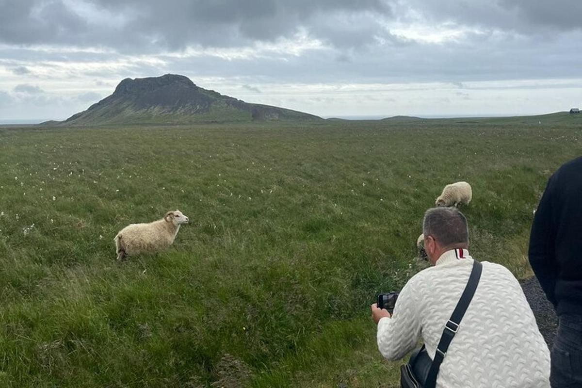 maður tekur mynd af kindum á túni