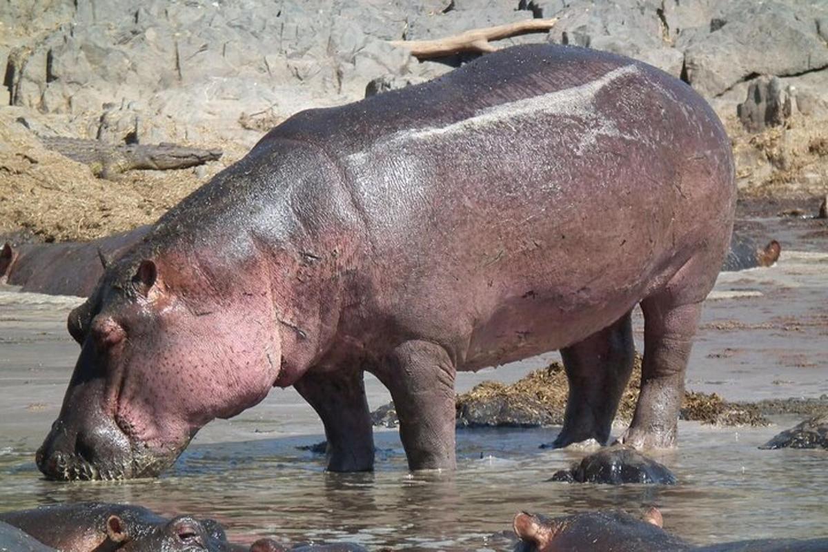 велики нилски коњ стоји у води