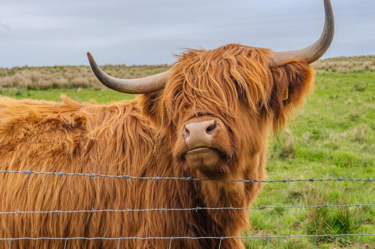 a cow with horns standing behind a barbed wire fence