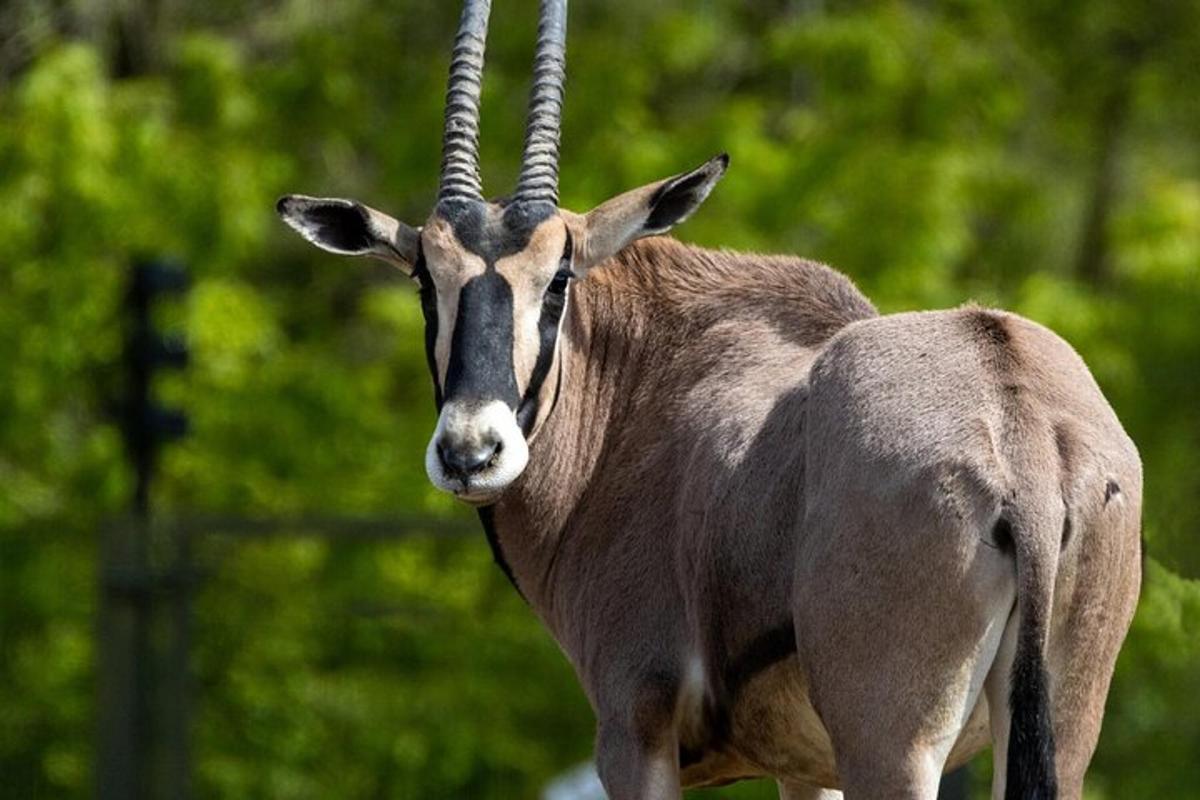 a gazelle standing in front of some trees