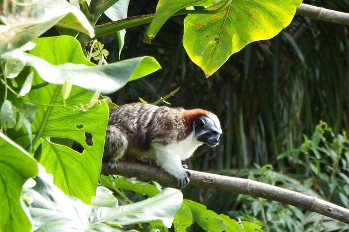 a monkey sitting on top of a tree branch