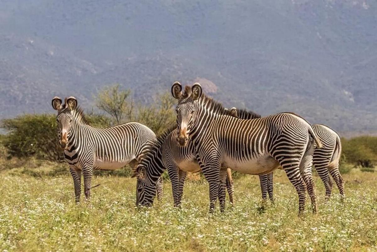 a group of zebras standing in a field