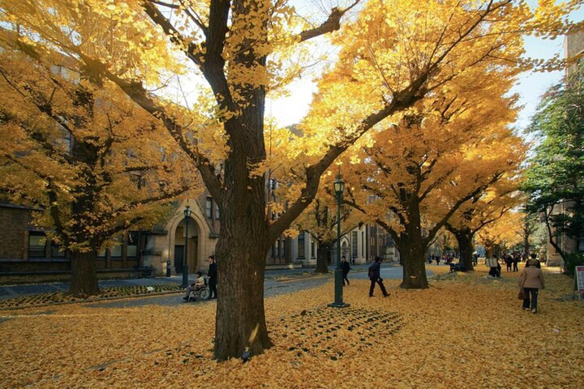 people walking in a park with trees with yellow leaves
