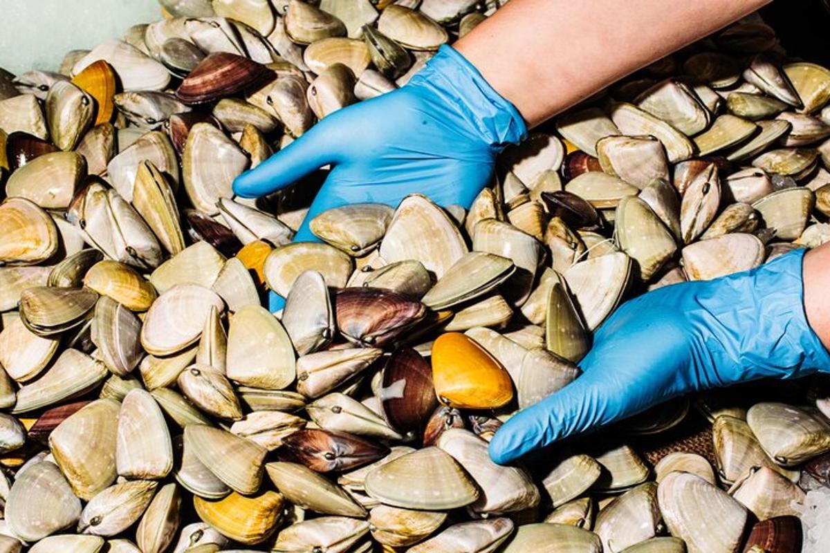 una persona che indossa guanti blu e tiene in mano un mucchio di vongole