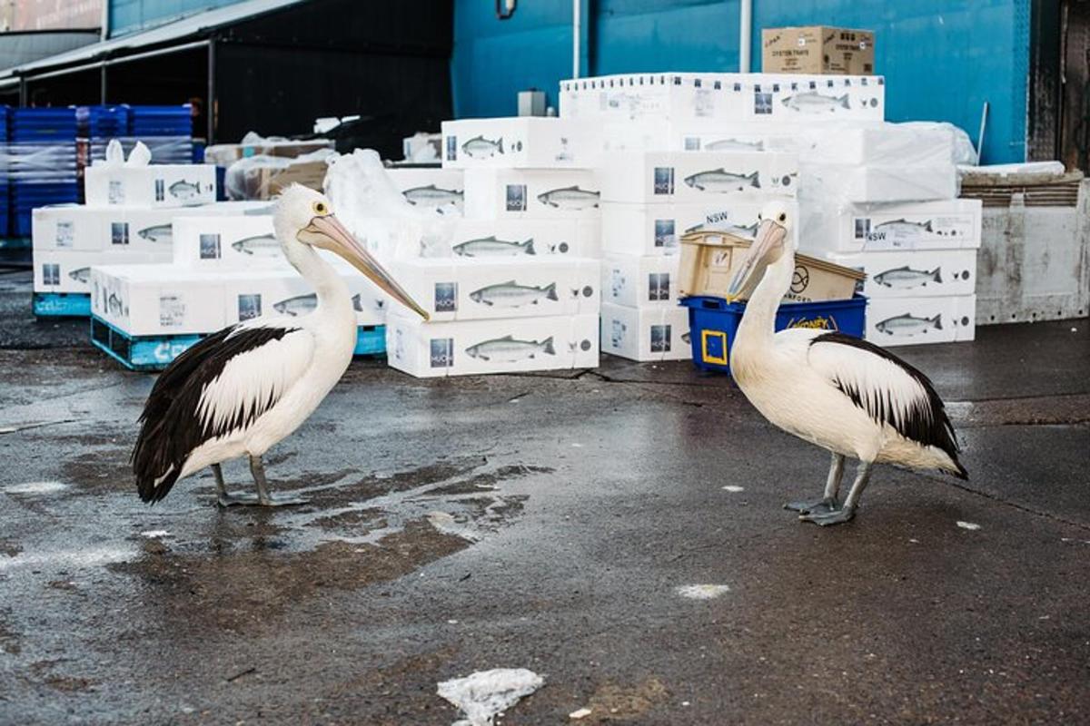 due pellicani in piedi davanti alle scatole in un magazzino