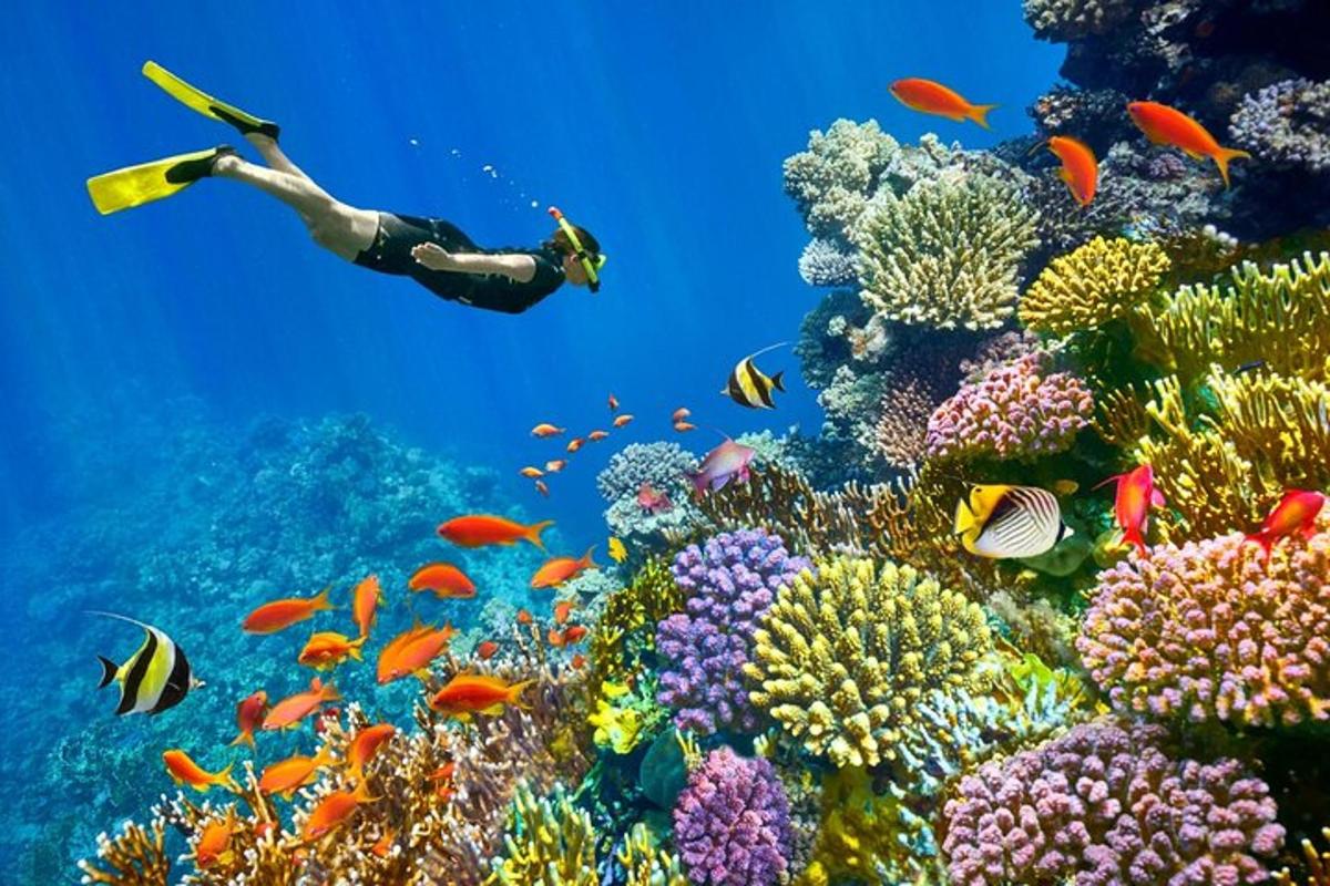 a person swimming over a coral reef with fish