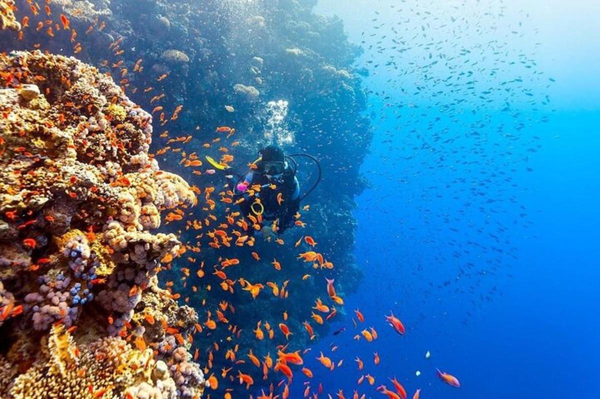 um mergulhador em um recife de coral com um cardume de peixes
