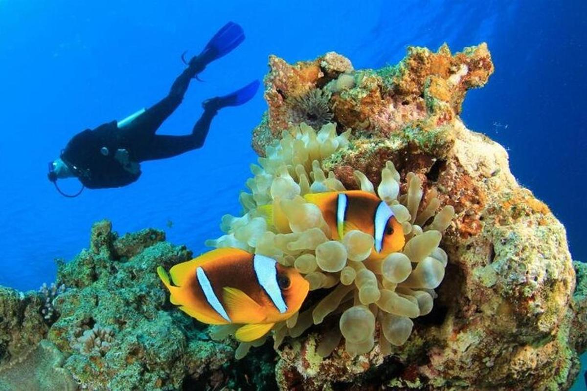 oseba, ki plava v oceanu ob koralnem grebenu