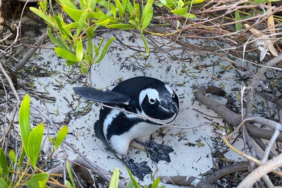um pinguim deitado no chão na areia
