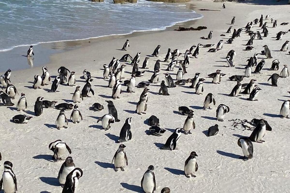 um grande grupo de pinguins em pé em uma praia