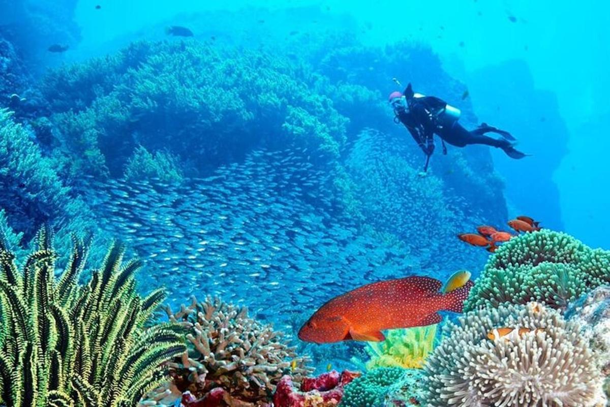 seseorang sedang berenang di atas terumbu karang
