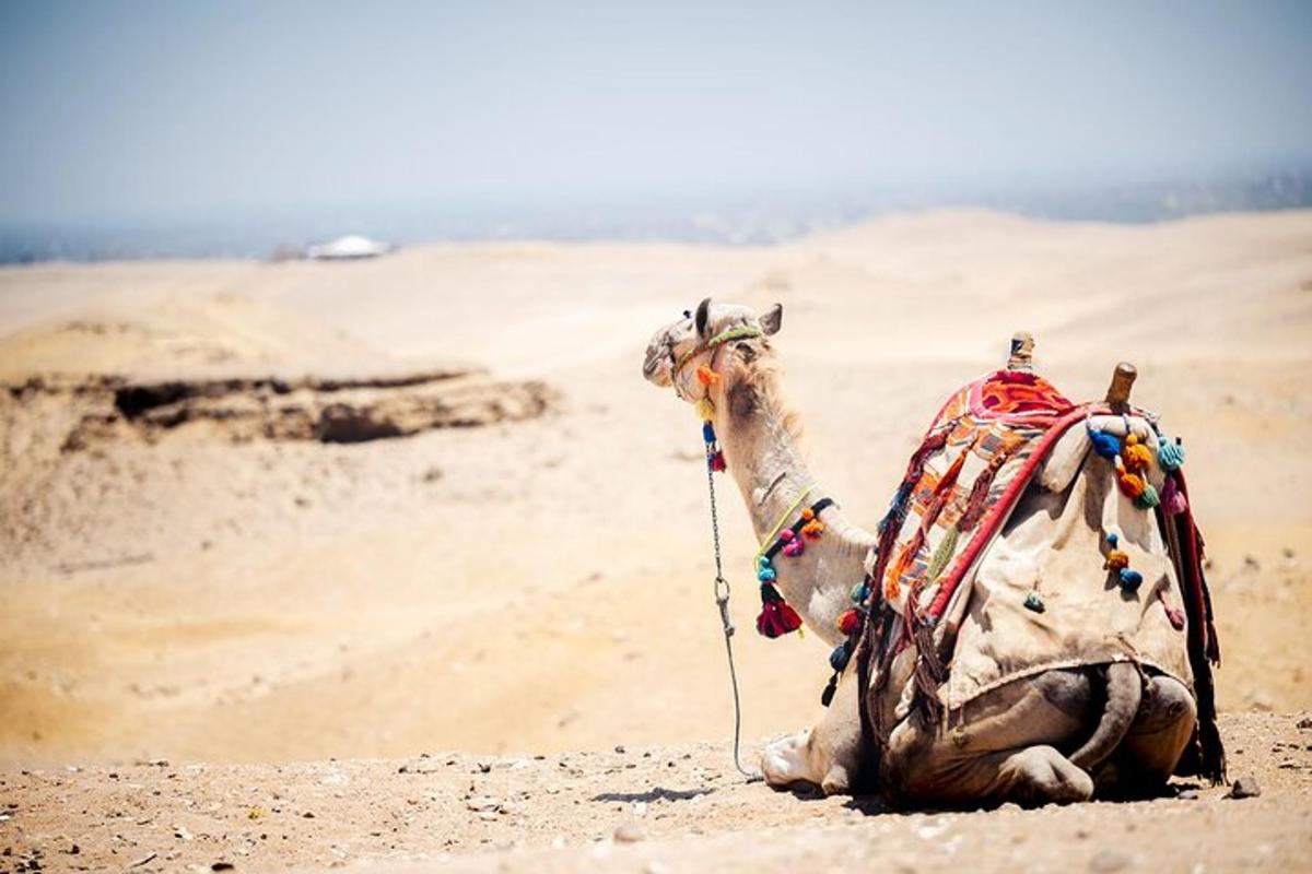 um camelo sentado na areia do deserto