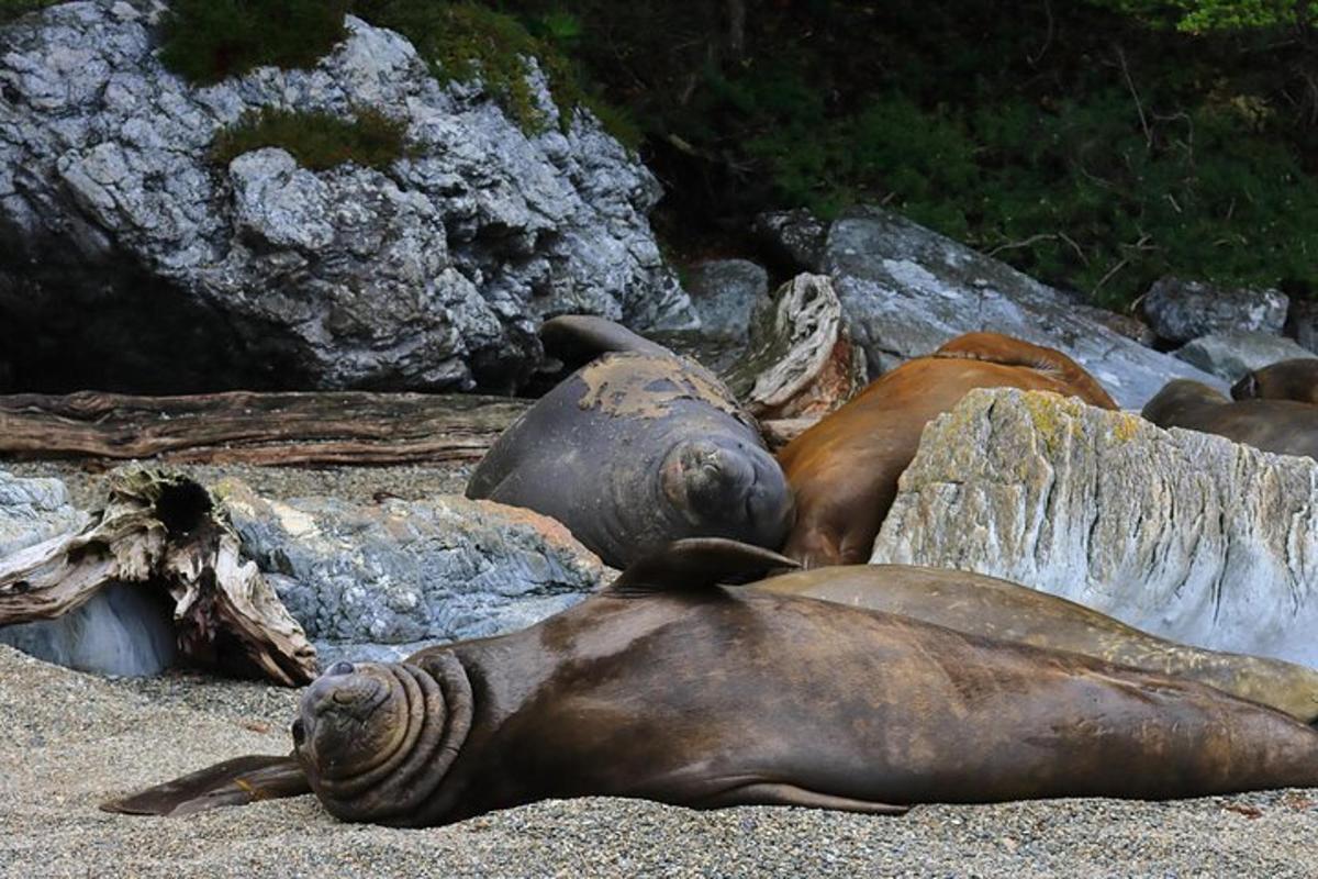 a group of seals laying on the beach