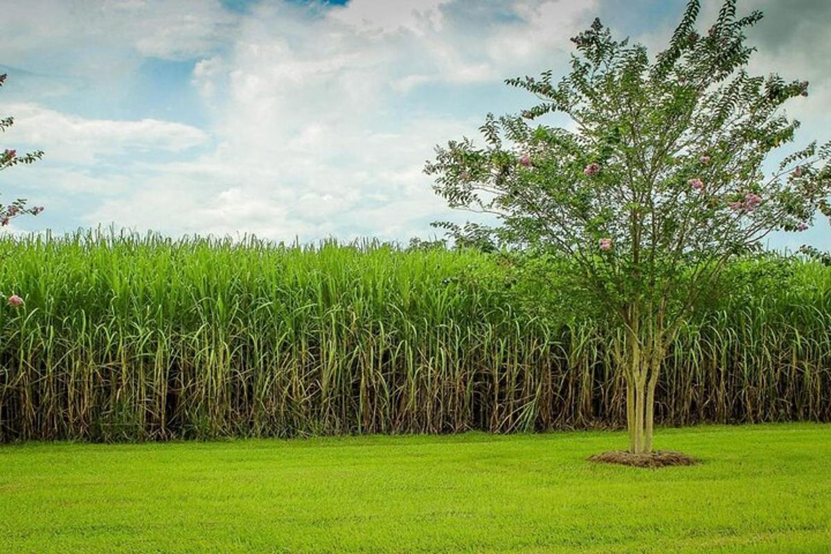 un árbol en medio de un campo de hierba
