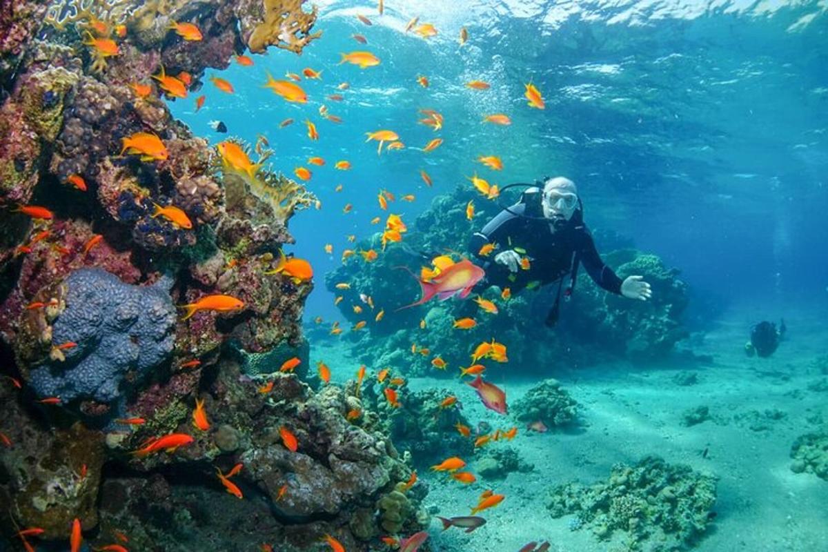 un scafandru în ocean cu un banc de pești