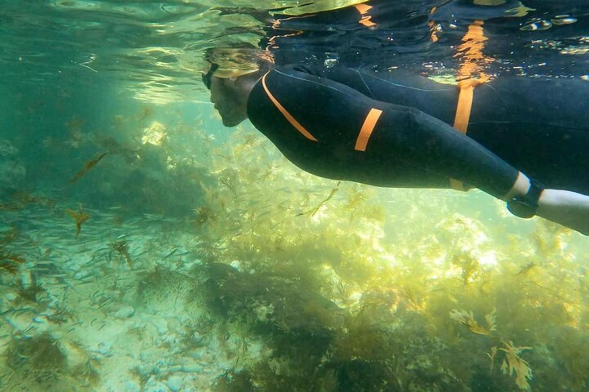 seseorang dalam pakaian selam berenang di dalam air