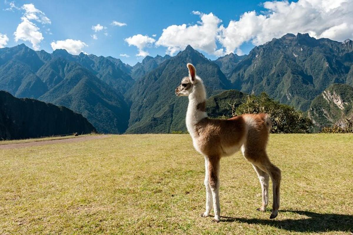 llama berdiri di padang dengan latar belakang gunung