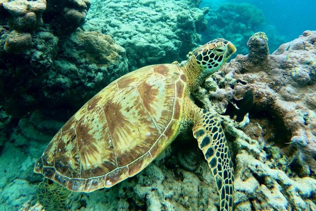 a green sea turtle swimming in the ocean