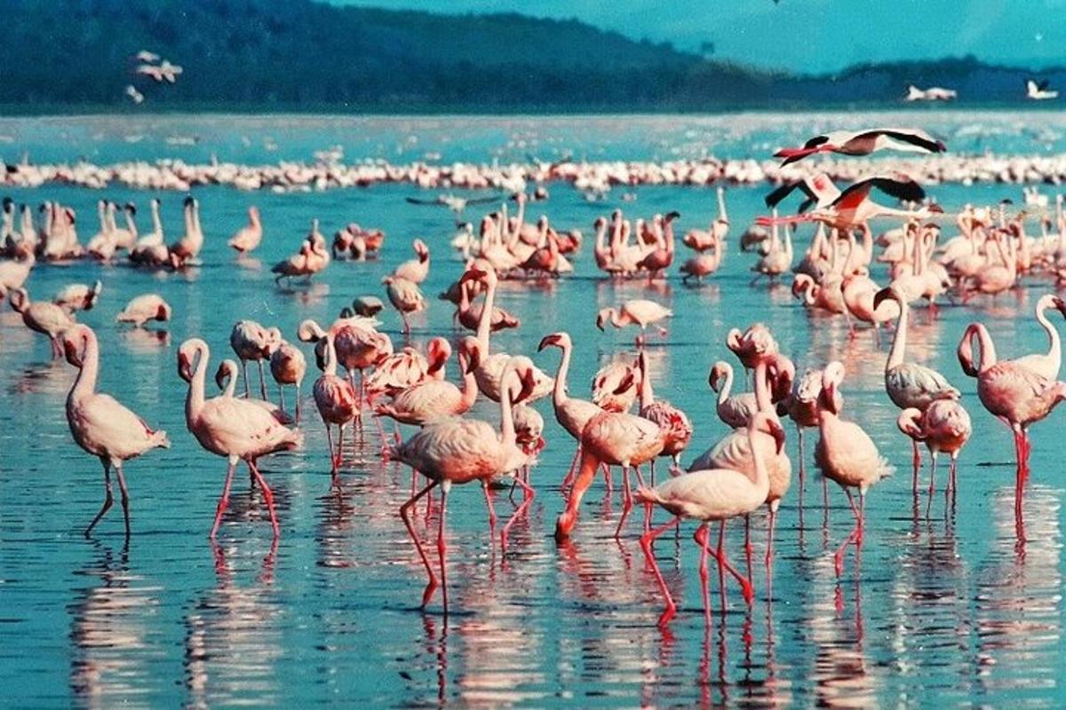 un estol de flamencs roses dempeus a l'aigua