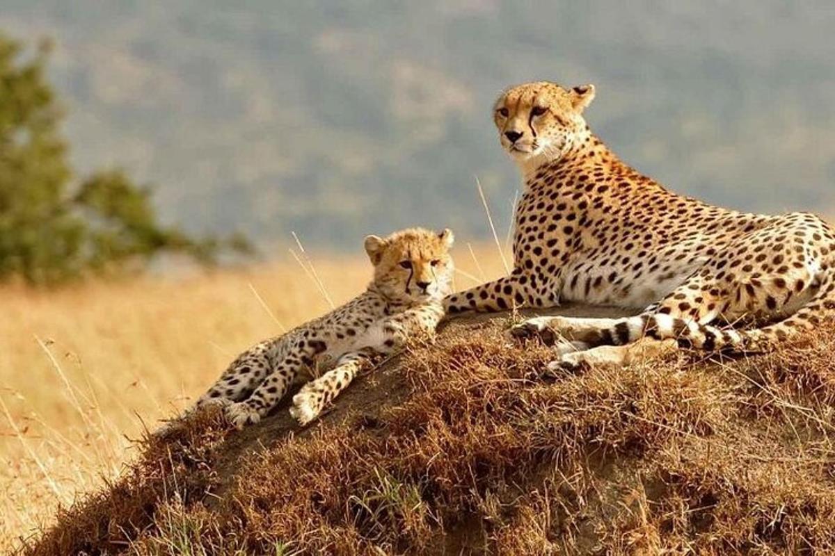 twee cheeta's zitten bovenop een hoop gras
