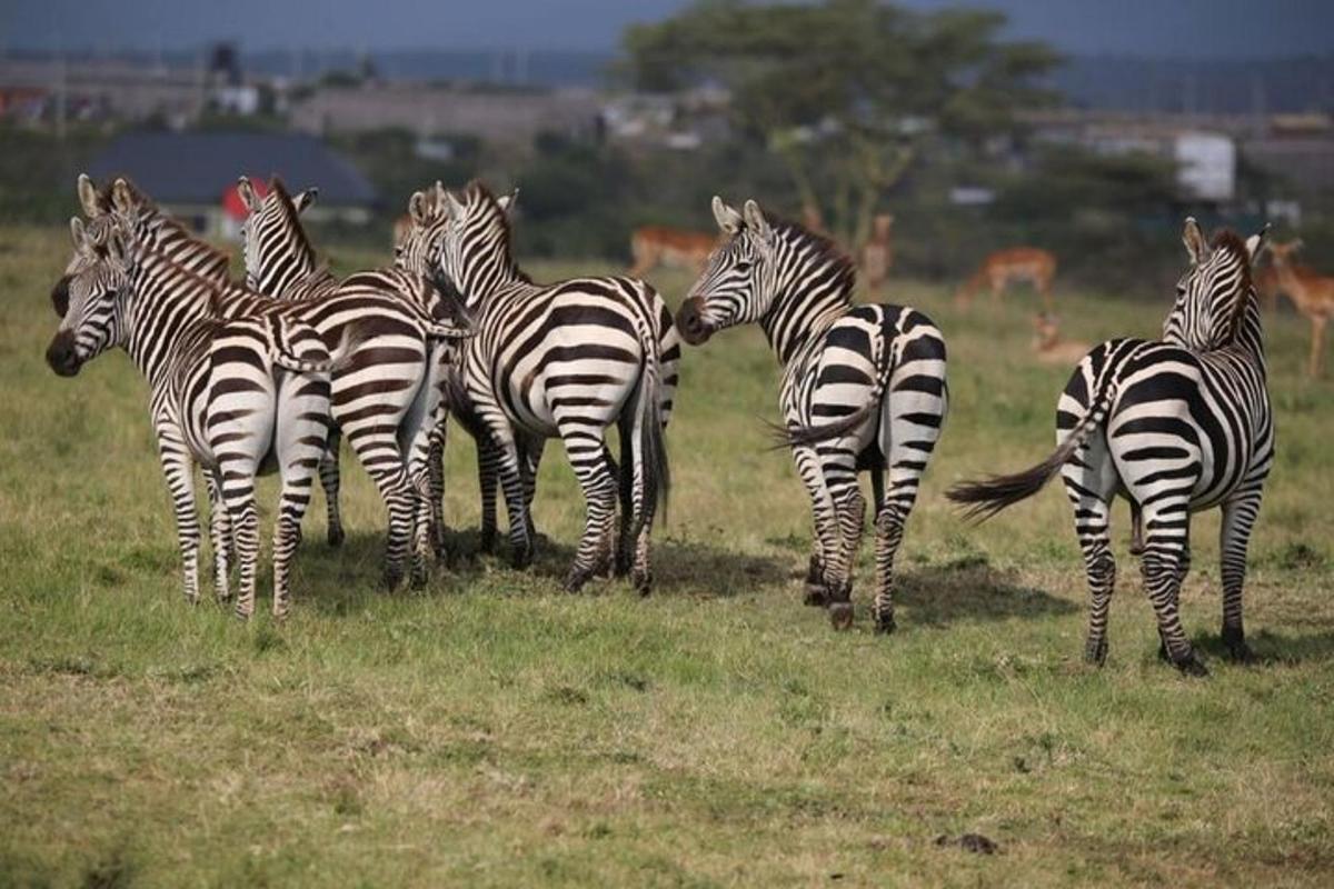 een groep zebra's die in een veld staan
