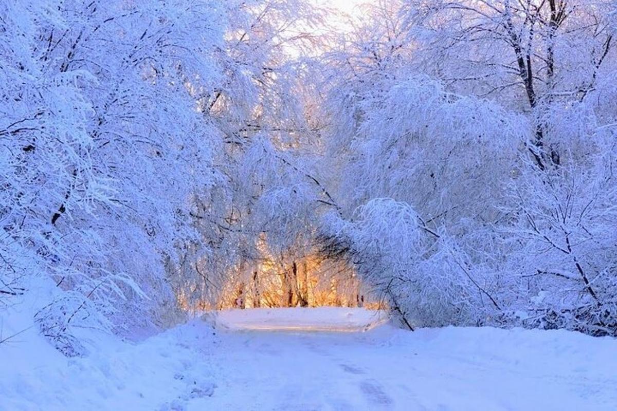 uma floresta com árvores cobertas de neve e um rio