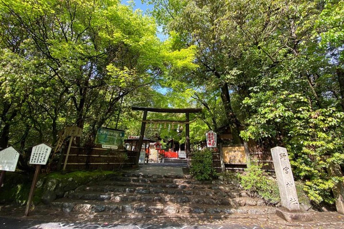 um conjunto de escadas em um parque com árvores
