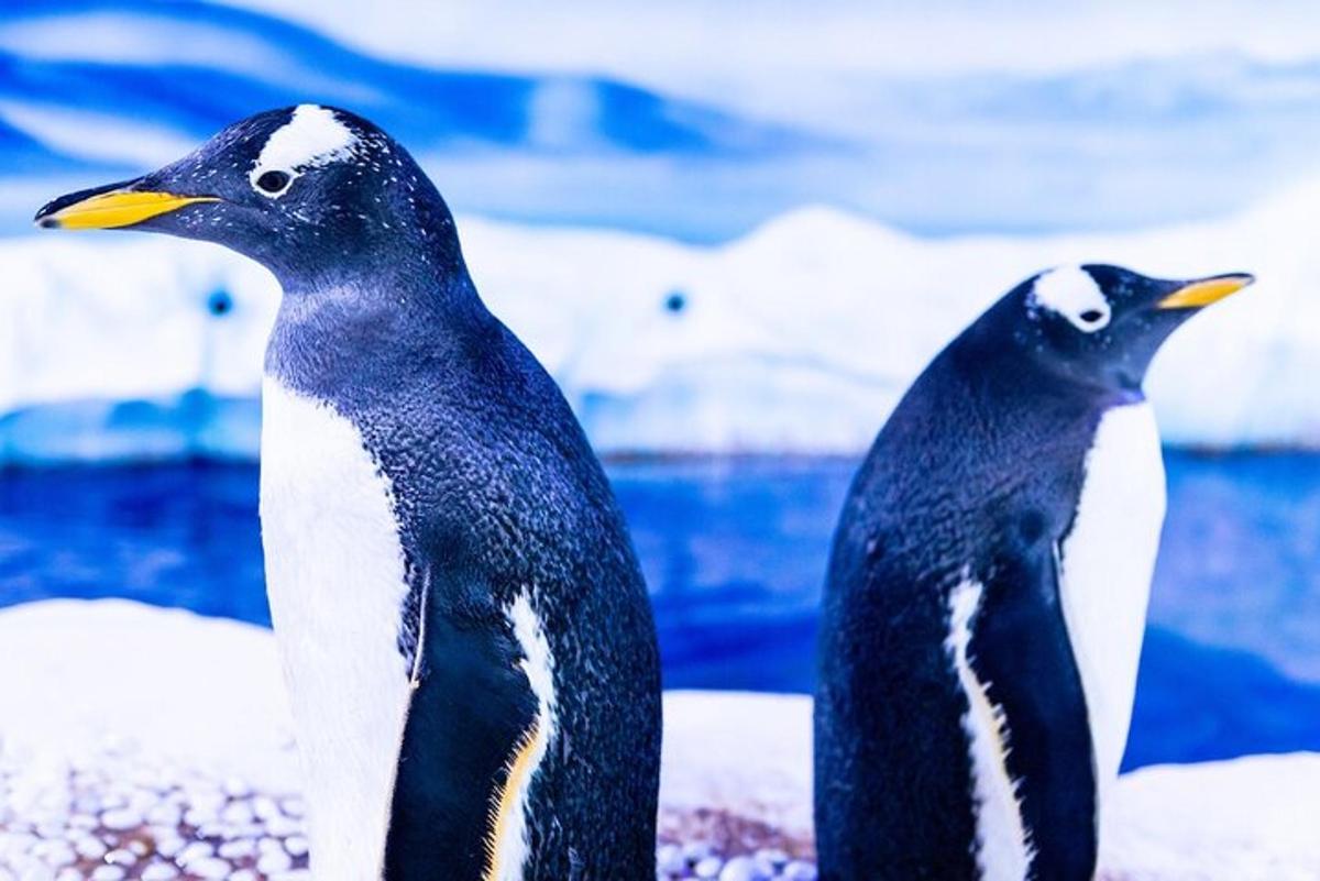 Attraction picture 6
