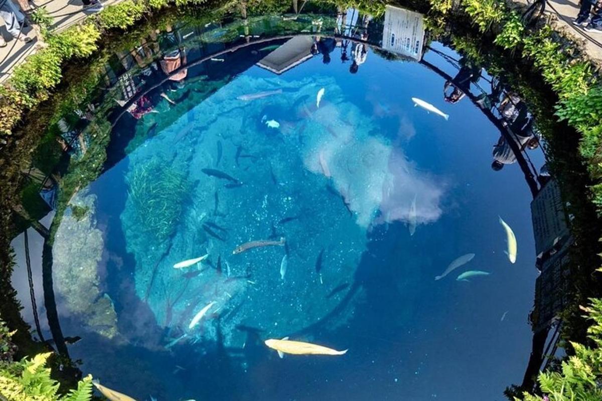 un aquari submarí amb peixos a l'aigua