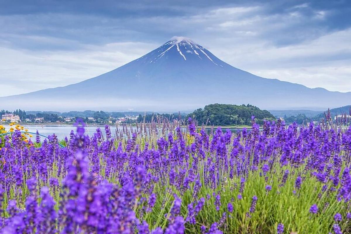 un campo di fiori viola con una montagna sullo sfondo