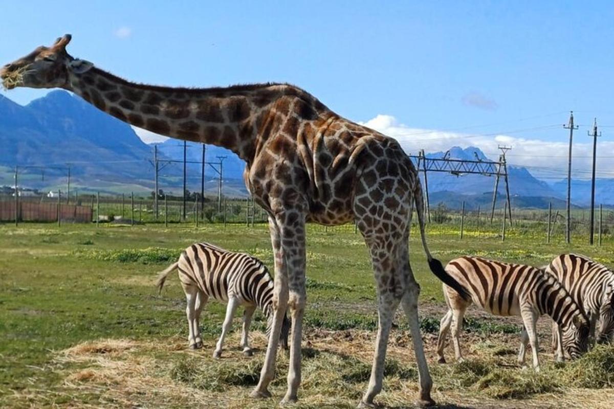 žirafa stojící vedle tří zeber na poli