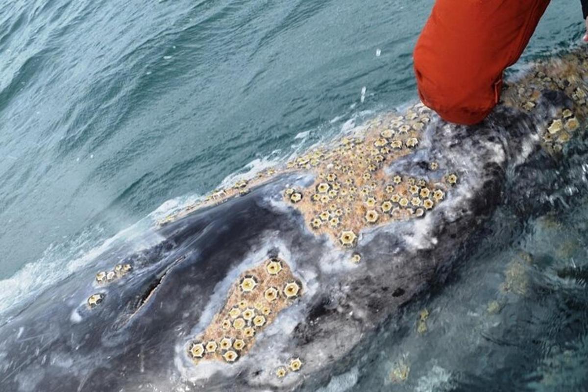 a person standing on the back of a gray whale