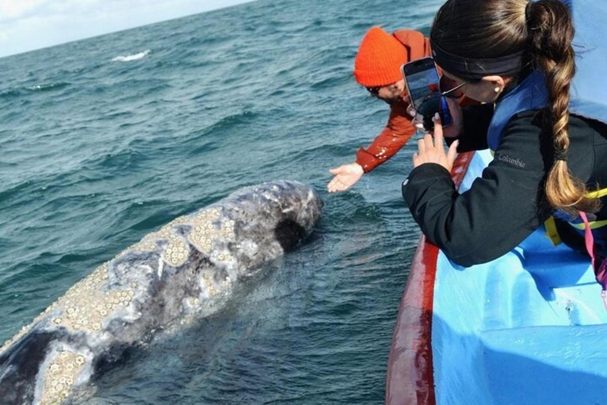 a woman taking a picture of a whale in the water
