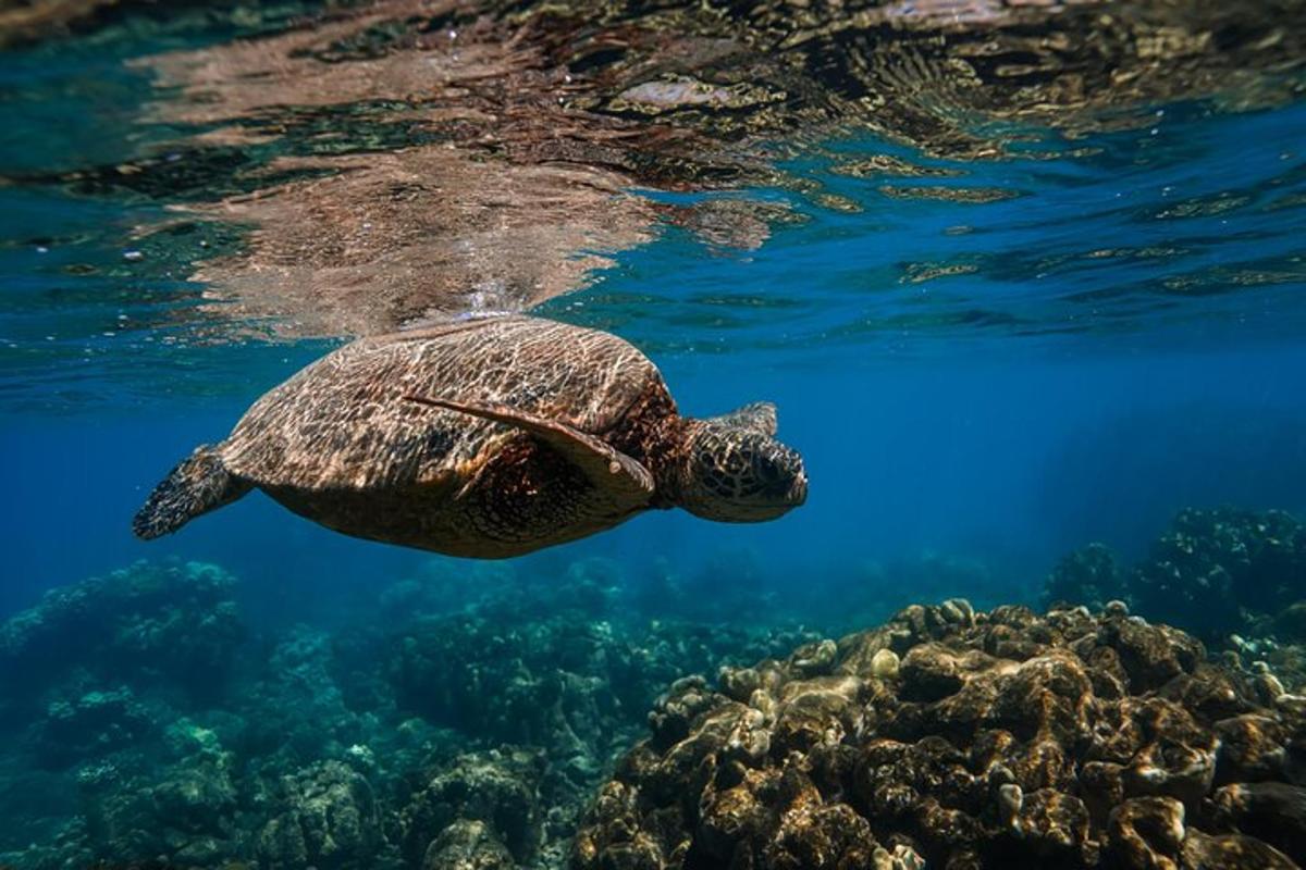 зелена морска корњача плива преко коралног гребена