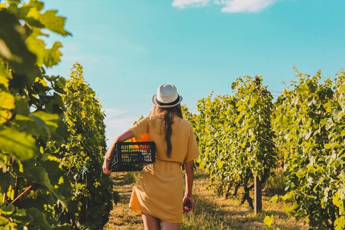 žena ve žlutých šatech procházející se vinicí