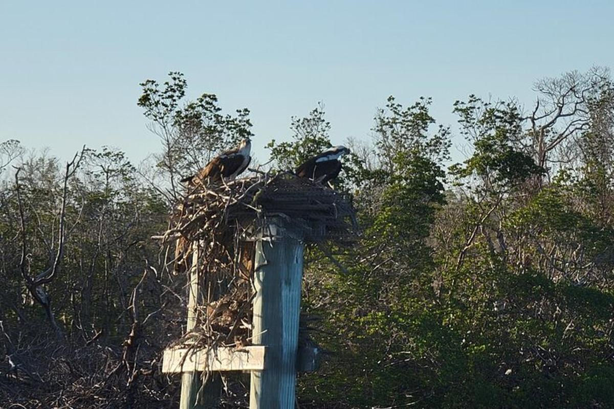 two birds sitting on top of a nest on a pole