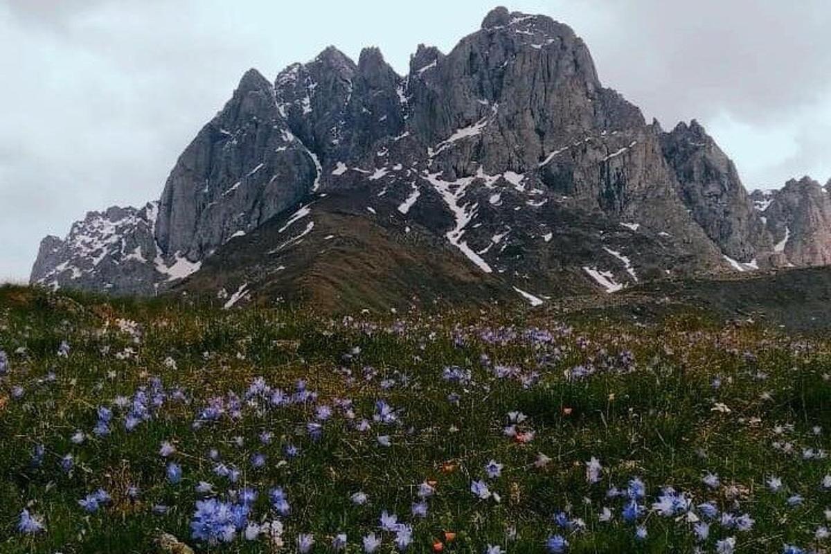планина са пољем цвећа испред ње