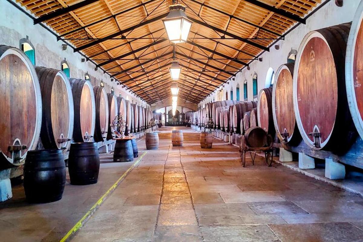 uma fileira de barris de vinho em uma adega