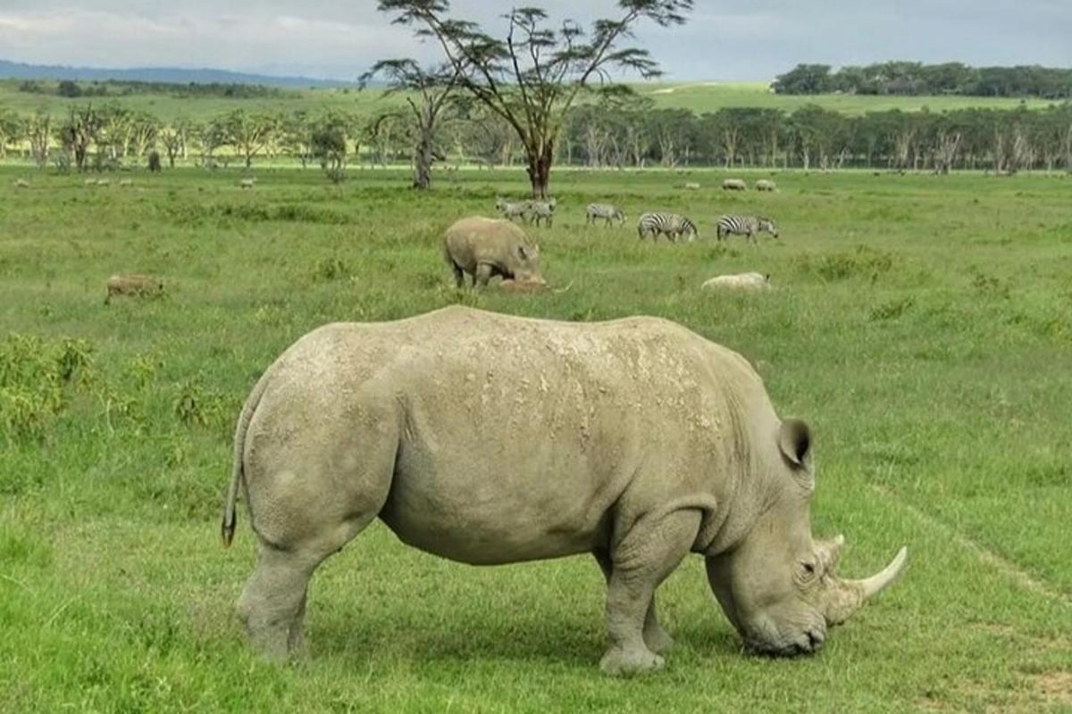 um rinoceronte pastando em um campo de grama com zebras
