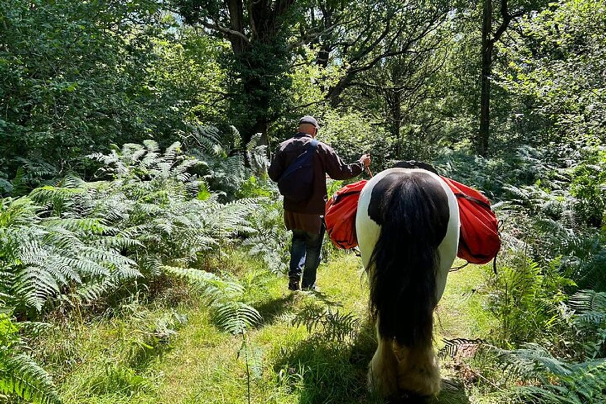 a man walking on a trail with a horse in a forest
