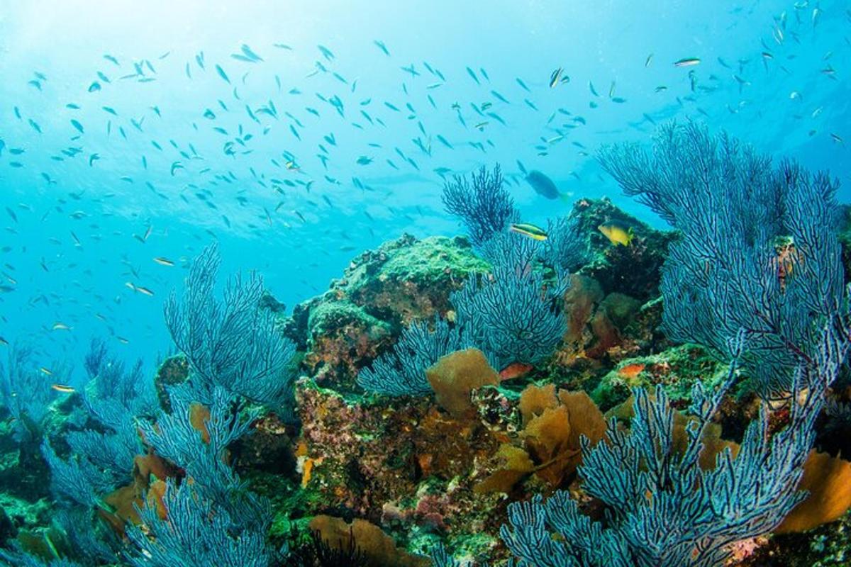 um cardume de peixes em um recife de coral