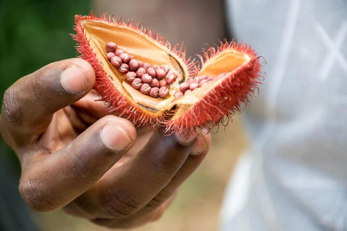 osoba držící kiwi se semínky