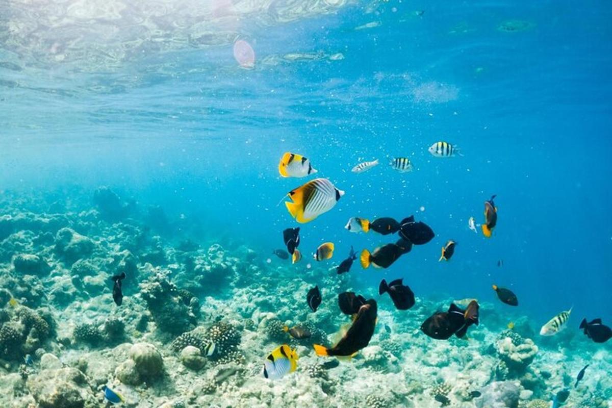sekumpulan ikan berenang di lautan