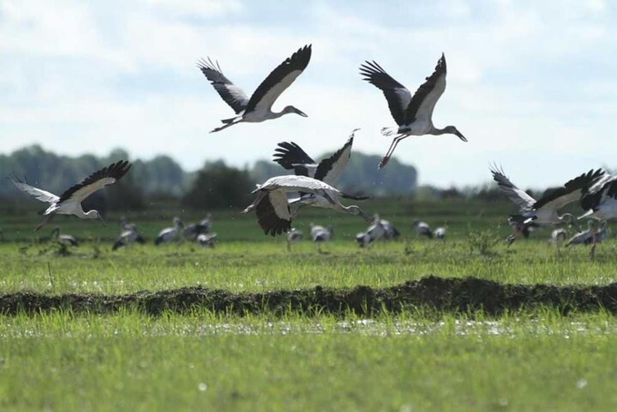 a flock of birds flying over a field