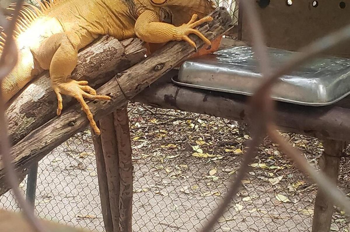 una lucertola seduta in cima a una recinzione