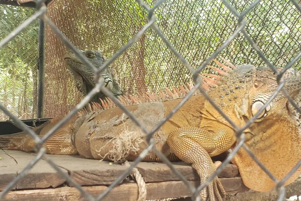 un serpente seduto su una roccia in una gabbia