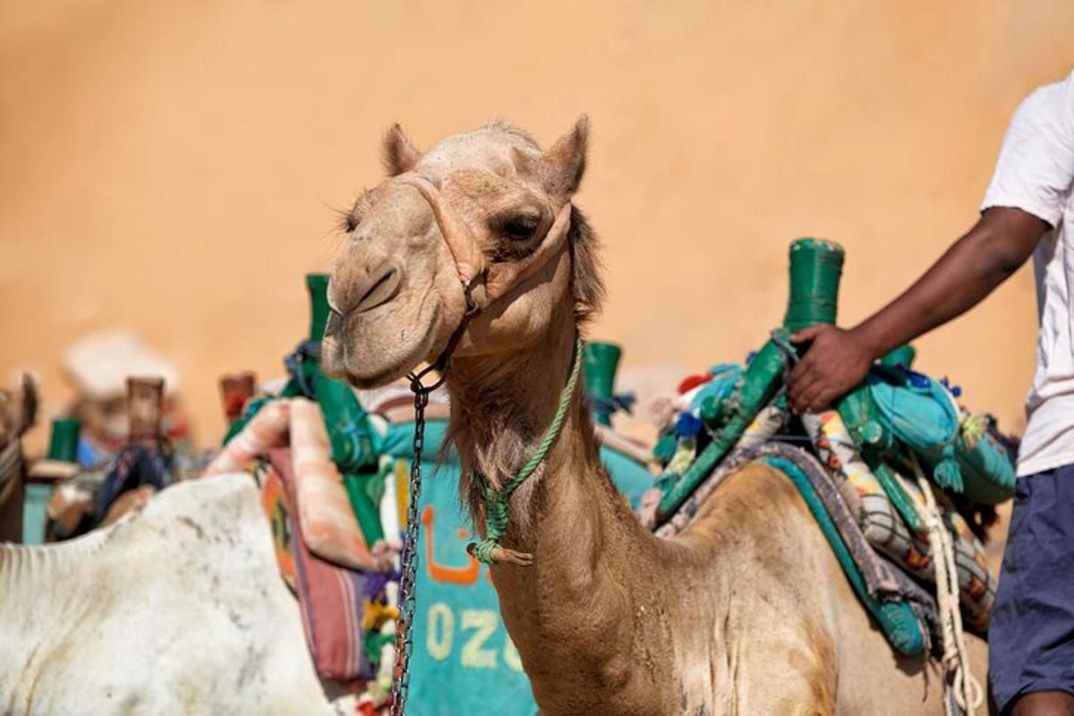 un cammello cavalcato da un uomo