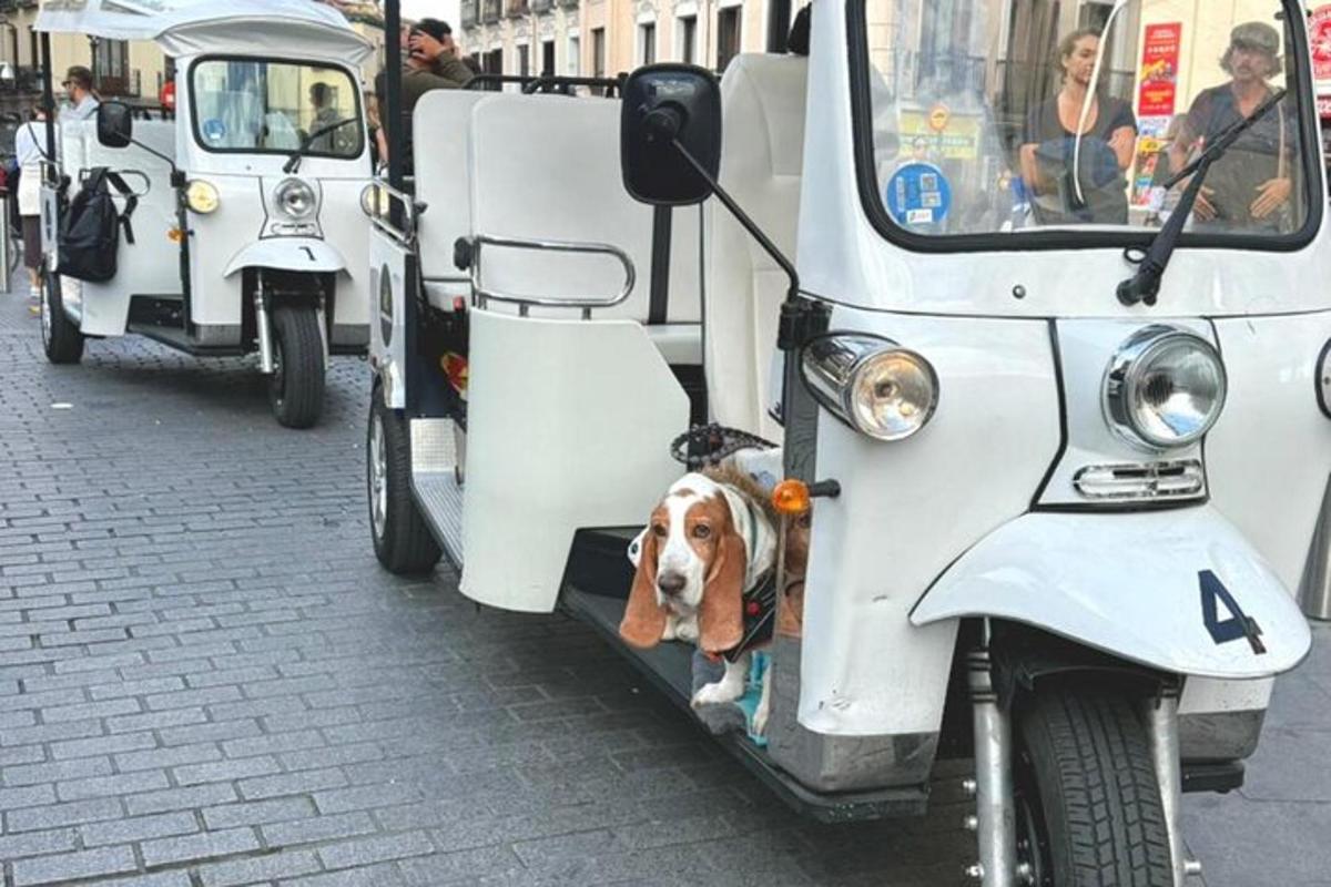 Un perro sacando la cabeza por la puerta de un vehículo.