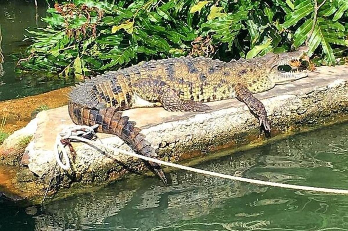 Krokodil je privezan na vrv v vodi